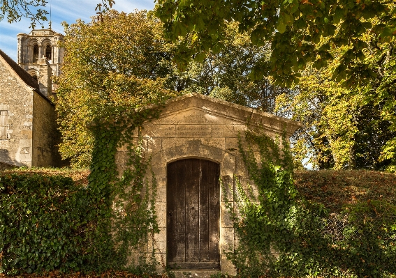 Tree wood house building Photo