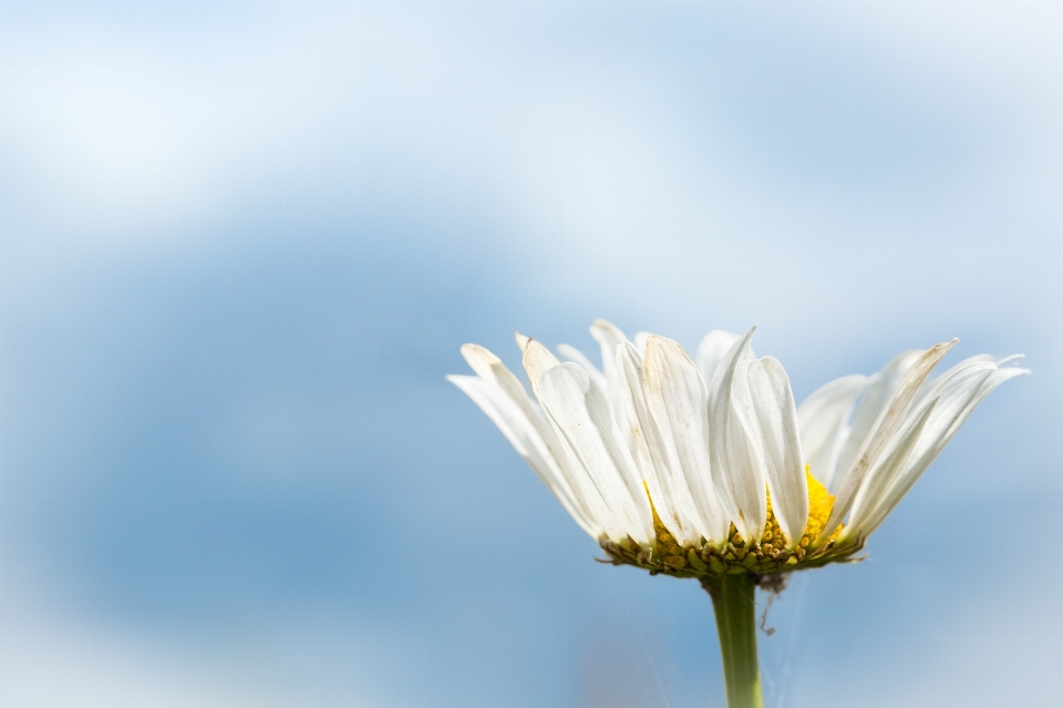 Nature grass blossom plant