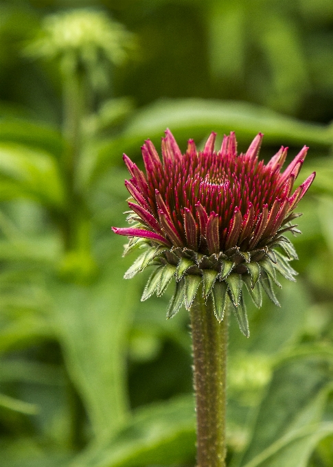 Natur stachelig anlage feld