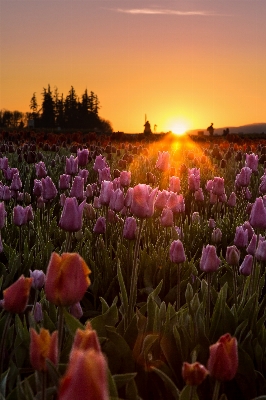 Landscape silhouette plant sunrise Photo