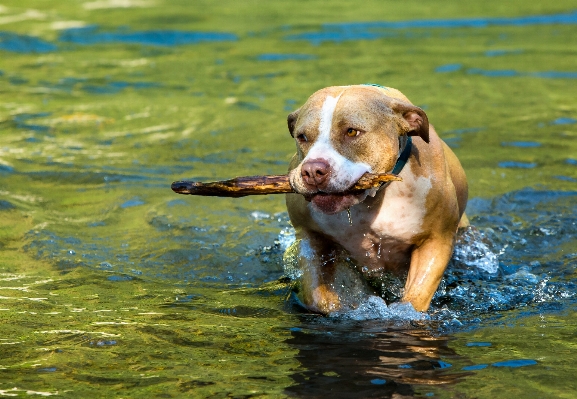 水 濡れた 犬 動物 写真