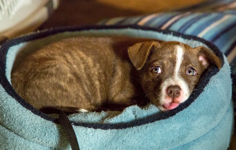 Köpek yavrusu hayvan evcil