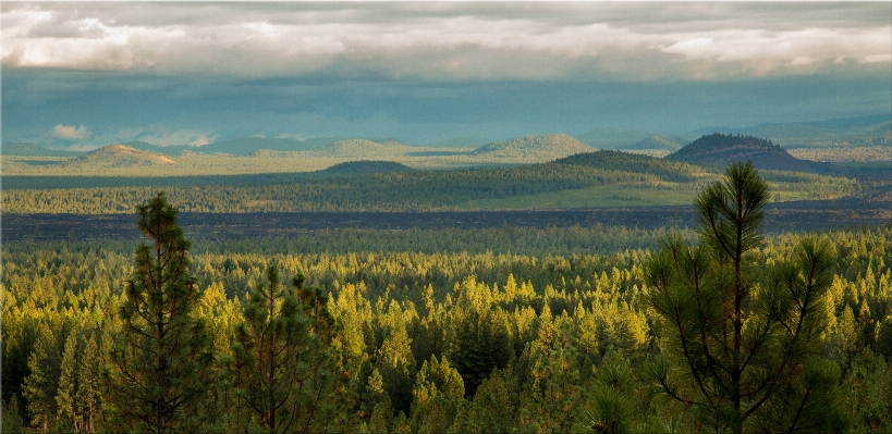 Landscape tree nature forest Photo