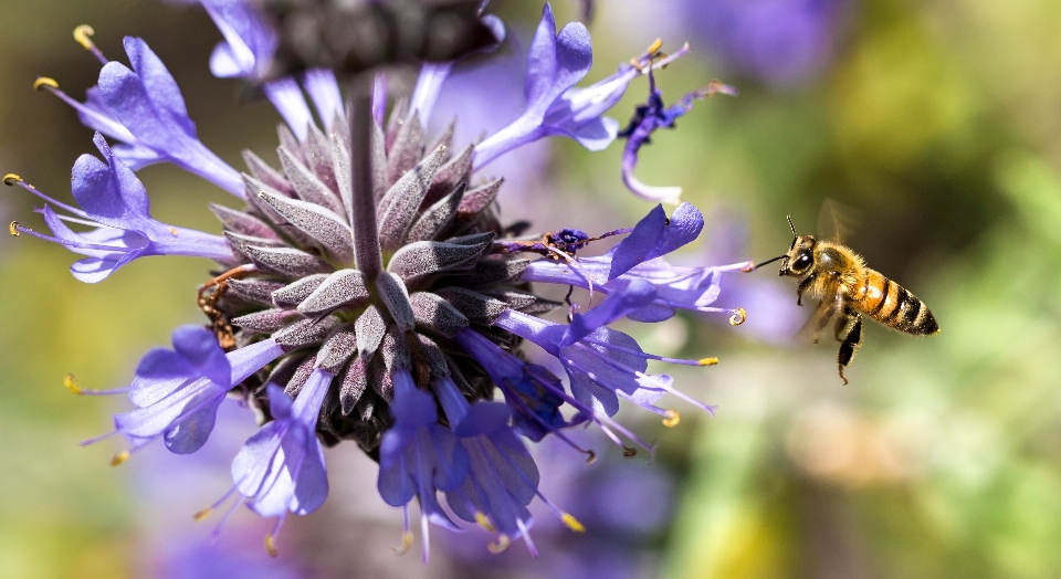 Natura ramo fiore pianta