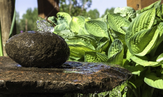 Water rock plant leaf Photo