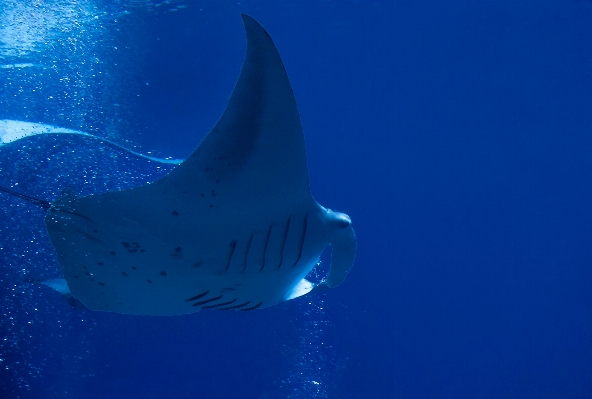 Water ocean ray underwater Photo