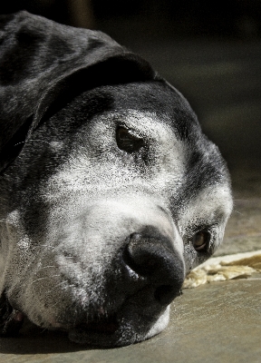 Foto Cachorro esperando bicho de estimação retrato