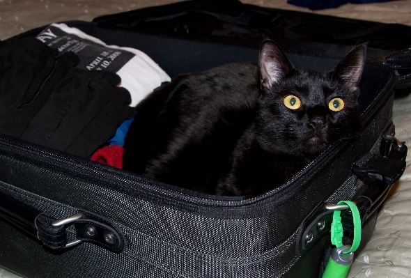 Foto Viajar gato mamífero negro