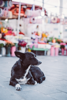 Foto Jalan kota anak anjing