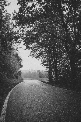 風景 木 自然 森 写真