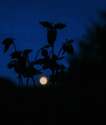 Nature silhouette light sky Photo