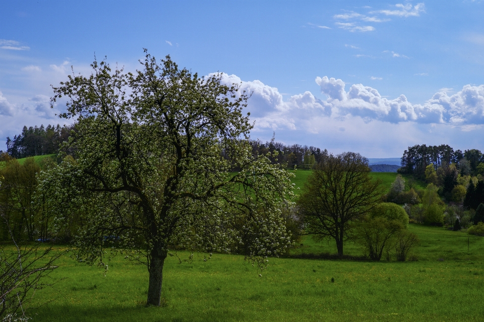 Krajobraz drzewo natura las