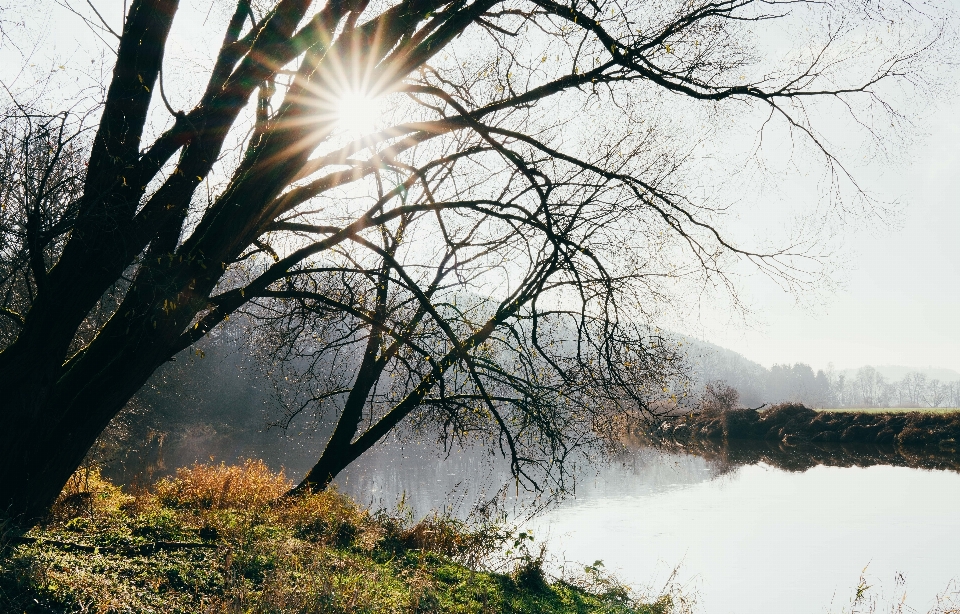 Paisaje árbol agua naturaleza