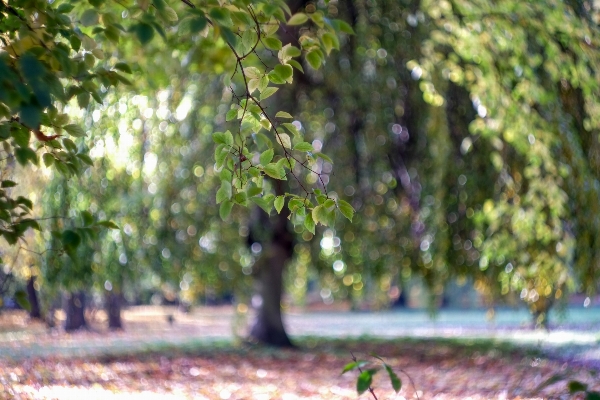 Landscape tree nature forest Photo