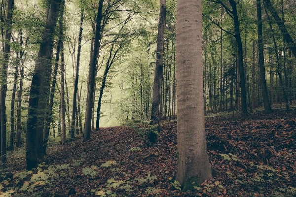 Foto Lanskap pohon alam hutan