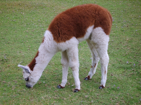 Foto Animal pastar
 pasto
 caballo