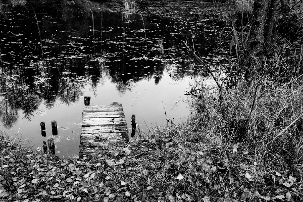 Landscape tree water nature Photo