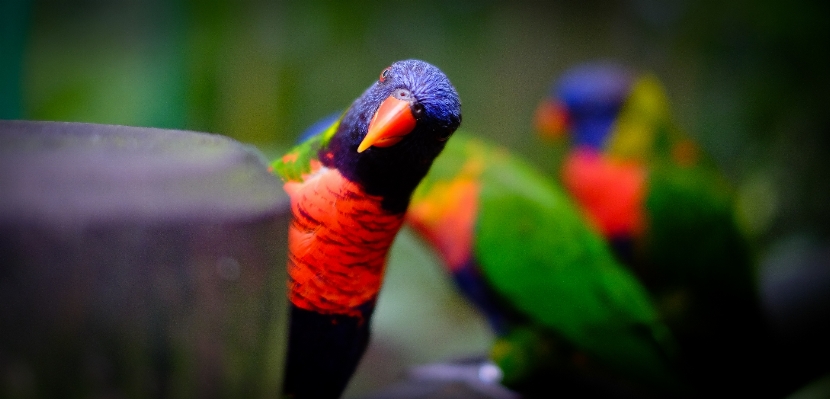 Nature bird photography flower Photo