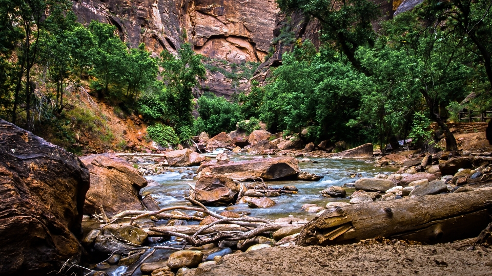 Paisaje árbol agua naturaleza