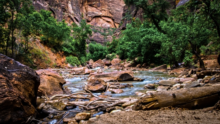 Landscape tree water nature Photo