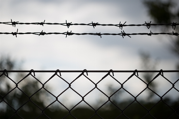 Branch fence barbed wire sunlight Photo