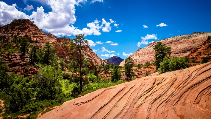 Landscape tree nature sand Photo