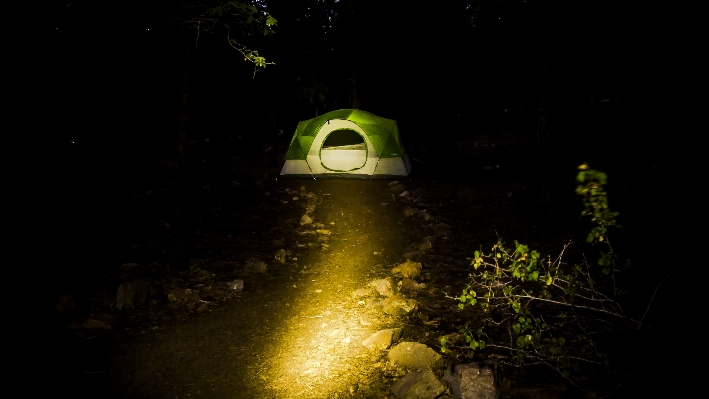 Forest light night sunlight Photo