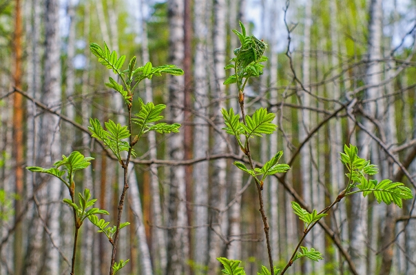 Tree nature forest branch Photo