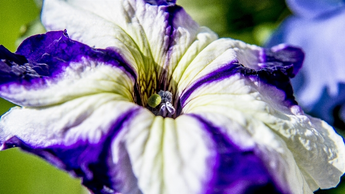 Nature blossom plant white Photo