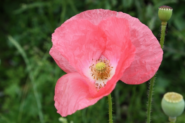 Foto Fiore pianta petalo primavera