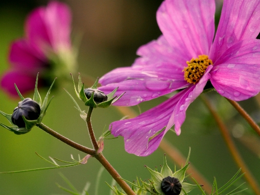 Nature blossom plant photography Photo