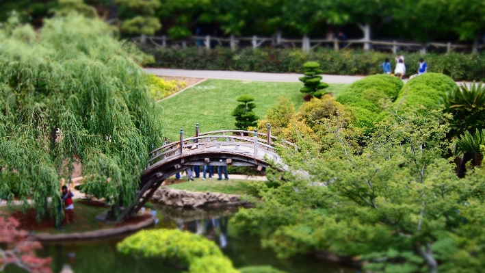 Tree water bridge flower Photo