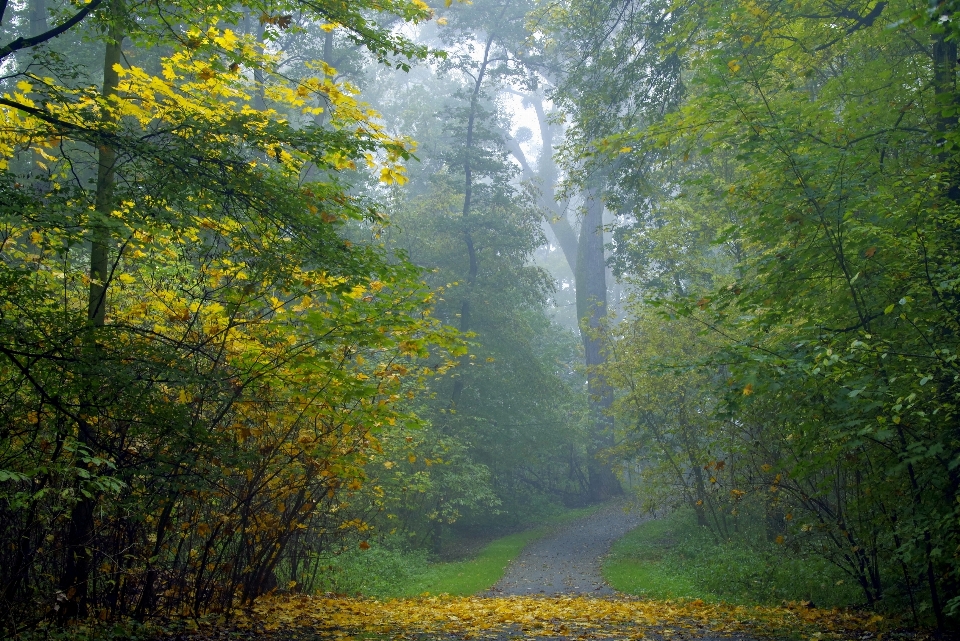 пейзаж дерево природа лес