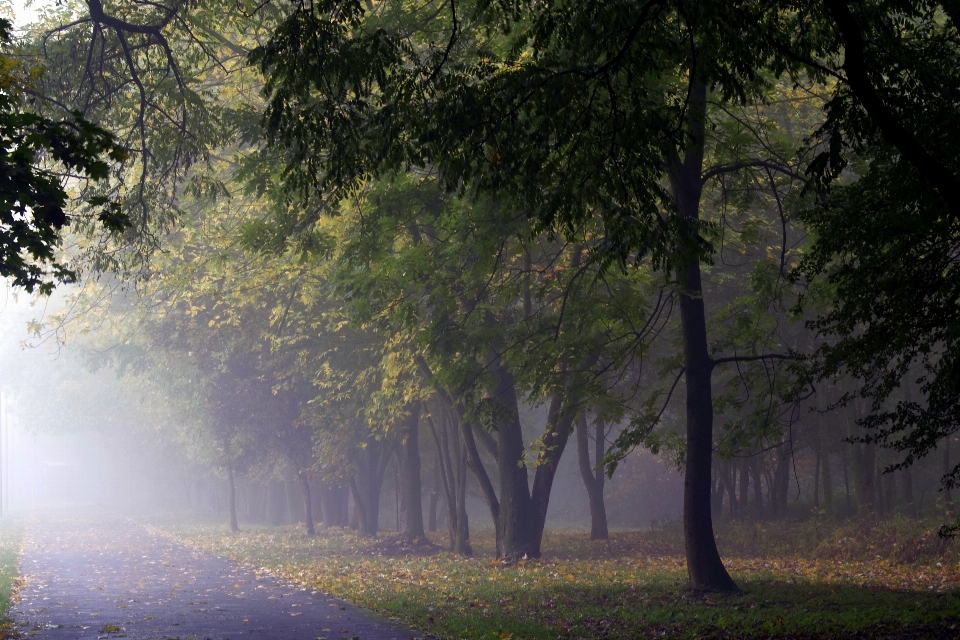 Landscape tree nature forest