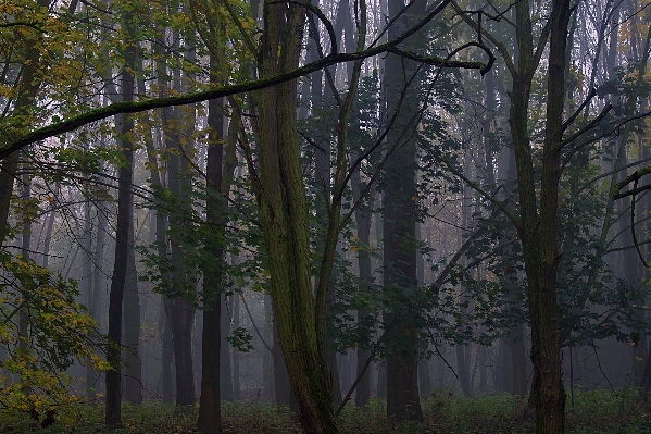 Landscape tree nature forest Photo