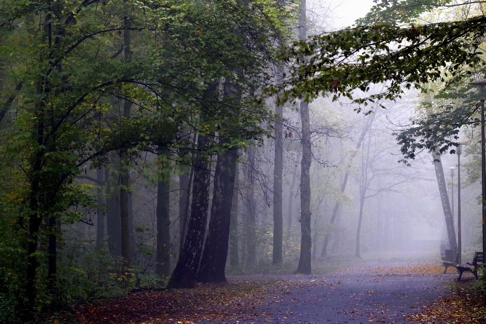 Landscape tree nature forest