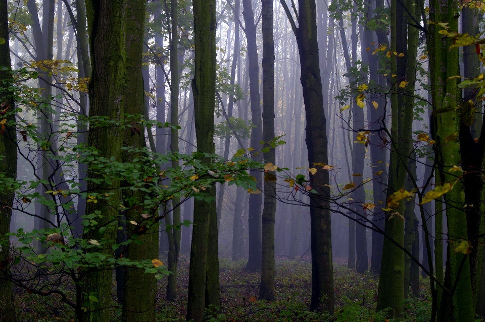 Landscape tree nature forest