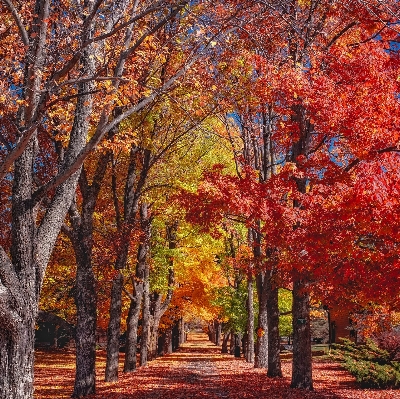 Zdjęcie Krajobraz drzewo natura las