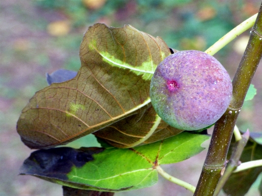 自然 ブランチ 植物 フルーツ 写真