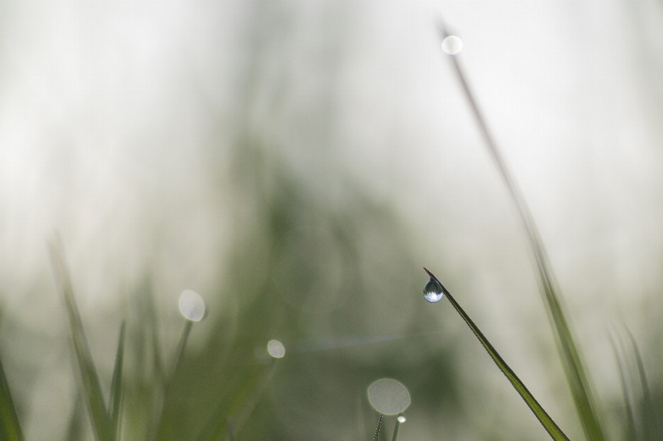 Water nature grass branch