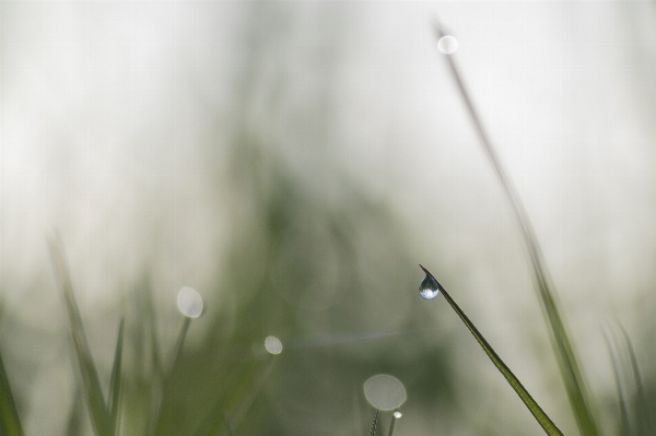 Water nature grass branch Photo