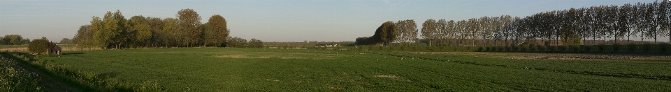 Landschaft baum natur gras