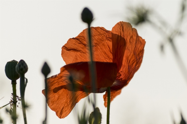 Nature outdoor plant photography Photo