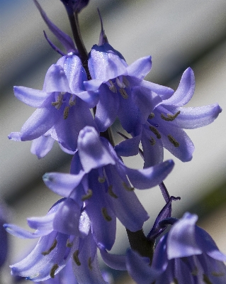 Nature outdoor blossom plant Photo