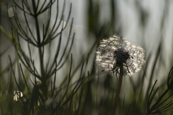 Nature grass outdoor branch Photo