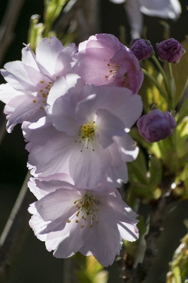 Nature outdoor blossom plant Photo