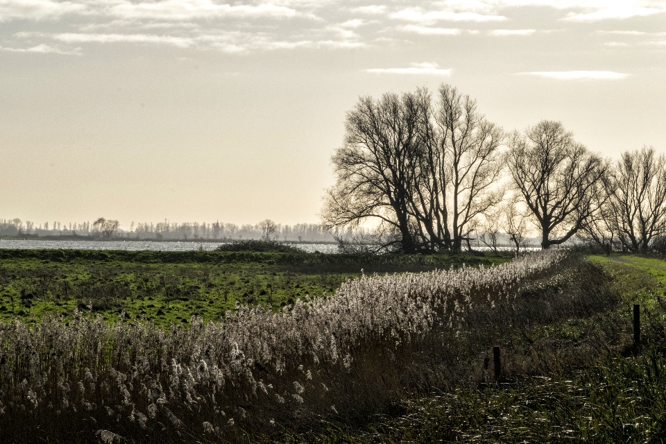 Landscape tree nature grass