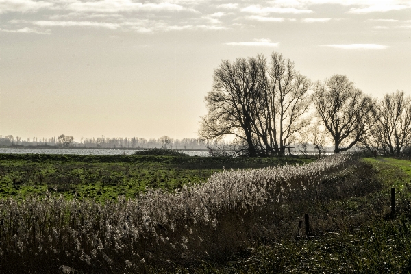 Landscape tree nature grass Photo