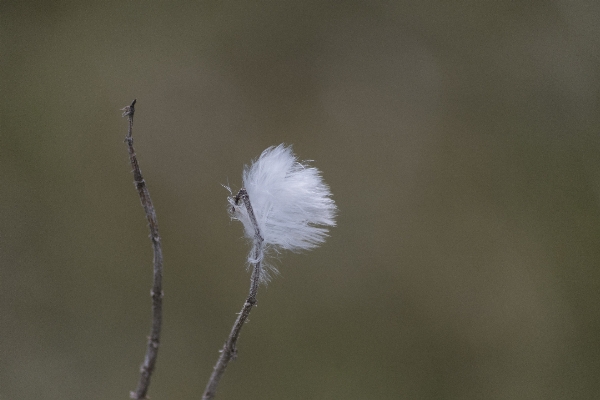 Nature grass outdoor branch Photo