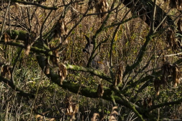 Tree nature forest outdoor Photo